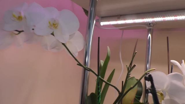 Интересный результат использования. Пока все НРАВИТСЯ! / Мои КРАСИВЫЕ орхидеи! смотреть онлайн
