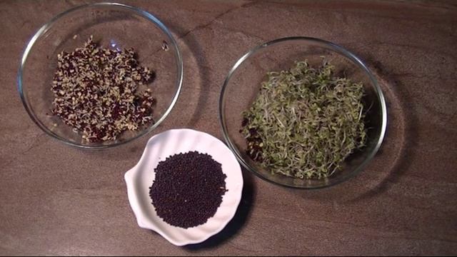Как проращивать рапс. Польза или вред! Эруковая кислота! смотреть онлайн
