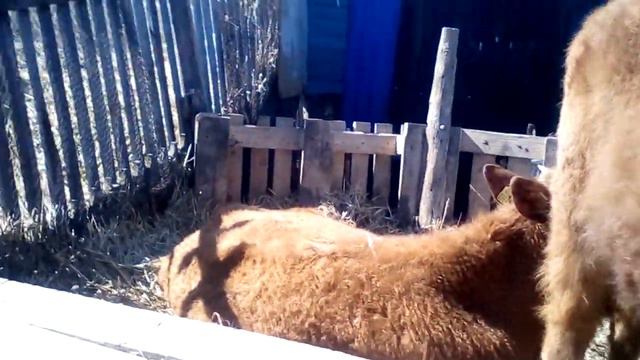 День чудесный солнце светит смотреть онлайн