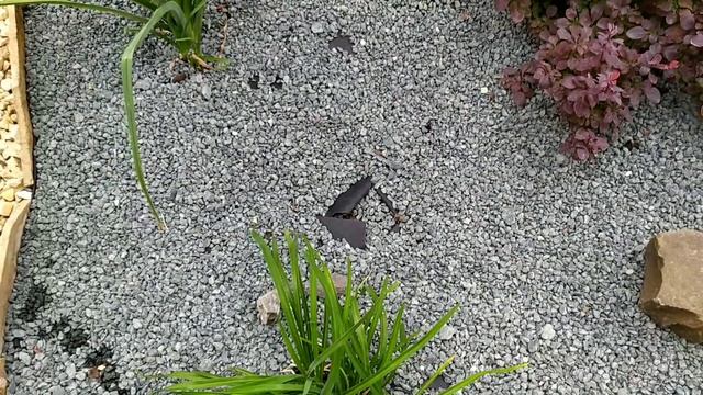 Удобный СПОСОБ посадки ЛУКОВИЧНЫХ под МУЛЬЧУ! Переделка цветника. И всё-таки я не успела! смотреть онлайн