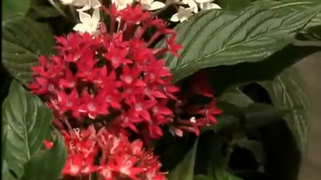 Butterfly Pentas -- a Super Plant смотреть онлайн