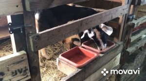 Коза окотилась, что дальше? мои действия? как раздоить козу.