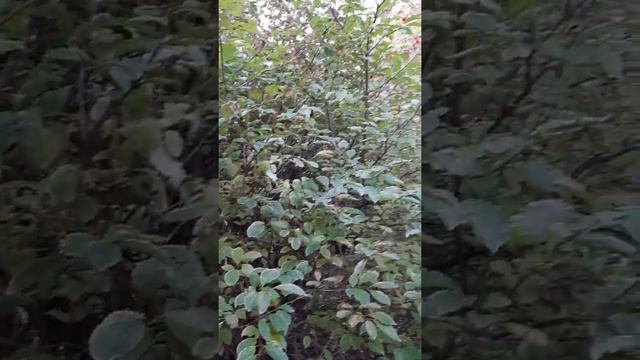 Дендрарий вечереет 04 10 19 смотреть онлайн