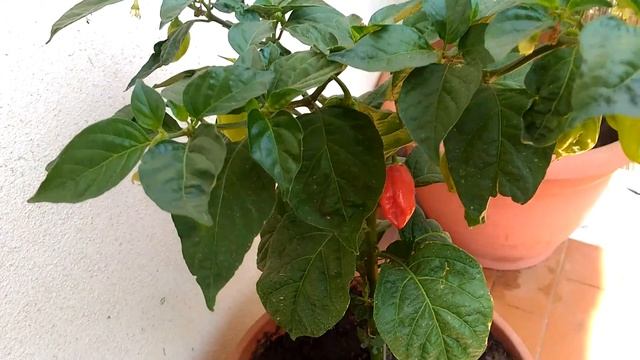 Peperoncino Naga Morich maturazione 2016 смотреть онлайн