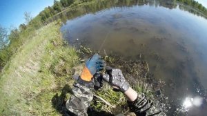 12 кг рыбы за 2 часа! Рыбалка с рогаткой в Июне | Трофейный Сазан #62