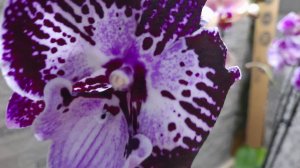 ПОКУПКИ ОРХИДЕЙ 16.07 24