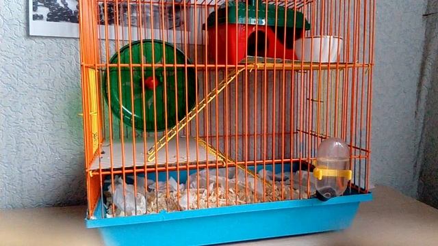 1 часть подробный рассказ о джунгариках! смотреть онлайн