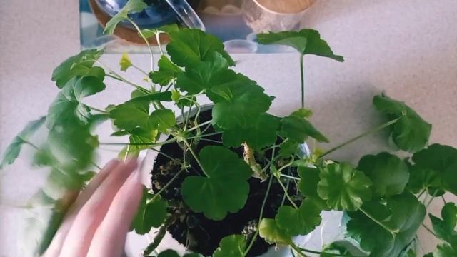 Комнатные растения. Черенкуем герань. Сколько деревьев ты насчитаешь? #обзор#комнатныерастения#фику смотреть онлайн