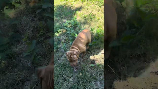 RED NOSE PITBULL PUPPY 🧬🧬🧬 смотреть онлайн