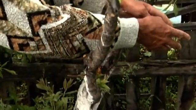 Как сэкономить место для сливы на небольшом садовом участке смотреть онлайн