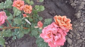 Троянди: Саммер Лодж (Summer Lodge), Ча-ча (Cha-cha), Розоман Жанон (Rosomane Janon)