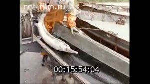 Река Волга, СССР, вылов Осетрины в промышленных масштабах