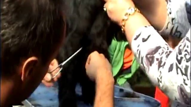 Английский кокер спаниель стрижка корпус смотреть онлайн