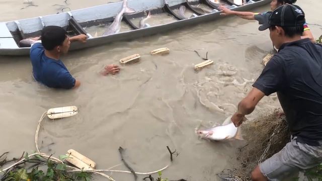 Cast Net Fishing Big Catch 75KG Giant Fish смотреть онлайн
