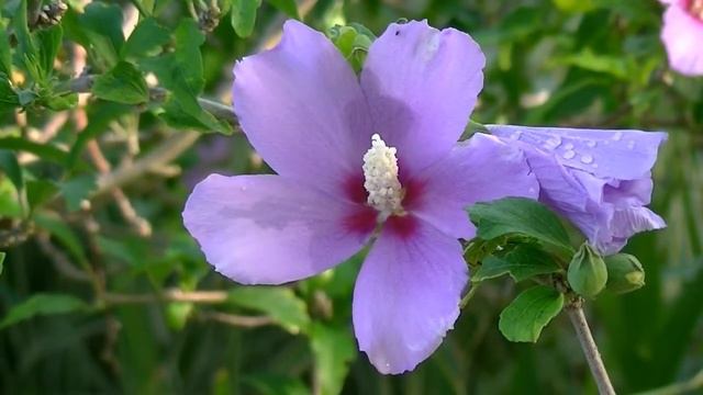 Blue Hibiscus смотреть онлайн