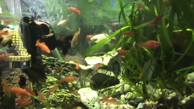 Мой старый аквариум с неприхотливыми аквариумными рыбками и растениями! Аквариумные рыбки! смотреть онлайн