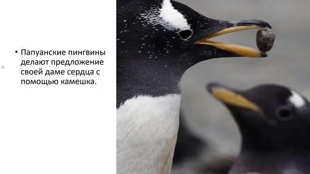 Викторина "Что, где, когда?" ▶ Проверь себя смотреть онлайн