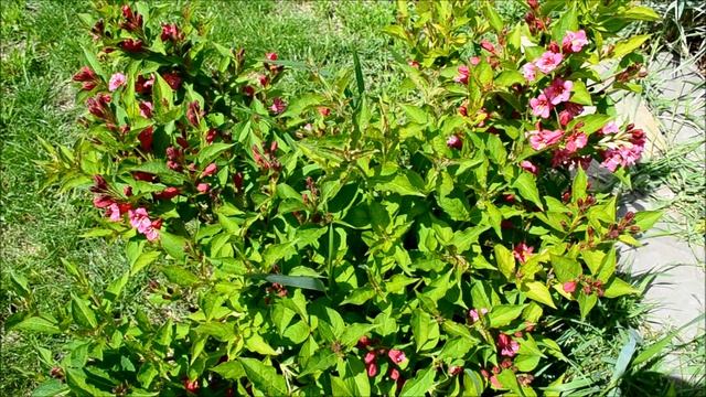 Вейгела цветущая. Цветение кустарника вейгелы весной смотреть онлайн