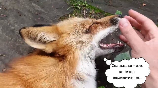 ЛИ СЯО. Алиса - Лиса. Лиса лежит на коленках. смотреть онлайн