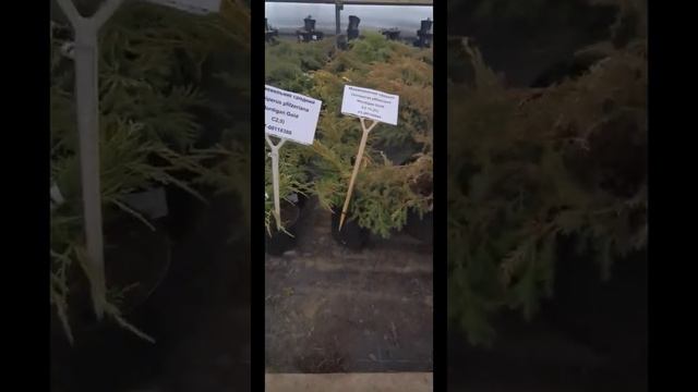 Обзор Растений для Предзаказа // Ели, Можжевельники, Сосны, Туи смотреть онлайн