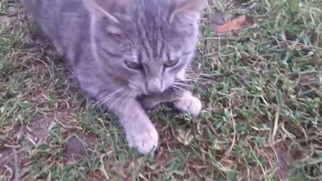 В ДЕРЕВНЕ НЕКОГДА СКУЧАТЬ🐐🐓ВАСИЛИЙ ДРУГА НАШЕЛ🐈⬛ПОСЫЛОЧКА❤ смотреть онлайн