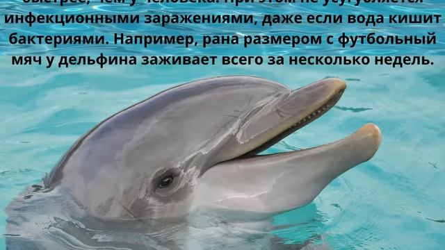 11 Интересных фактов. Дельфины смотреть онлайн