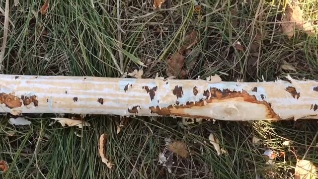 Фокусы с Картами