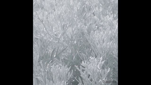 Traum-a - Odering смотреть онлайн