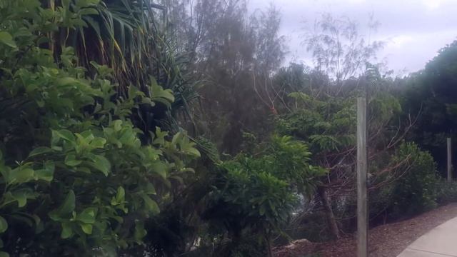 Планетарий и сады в Брисбене смотреть онлайн