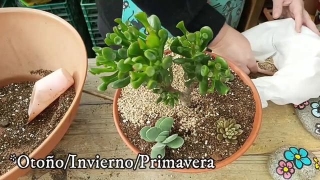 Plantando Crassulas смотреть онлайн