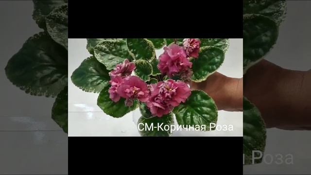 СМ Дождинка,СМ Ирбис,СМ Коричная Роза,СМ Кудряшка Сью,СМ Летний Вечер смотреть онлайн