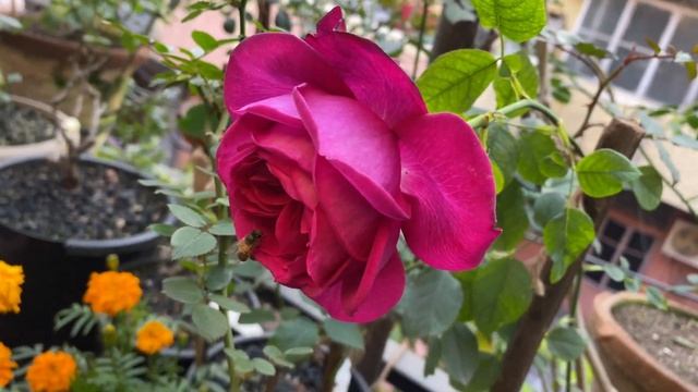 David Austin Rose: William Shakespeare 2000, India смотреть онлайн