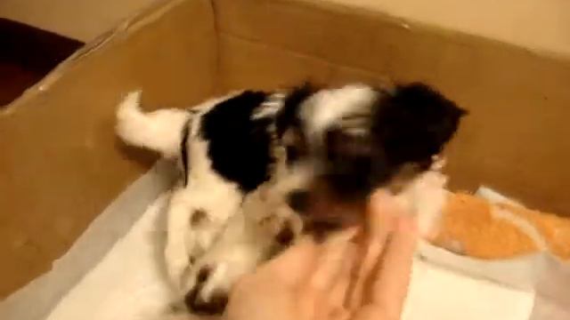 Биверы щенки 1.5 мес., помёт 2 смотреть онлайн