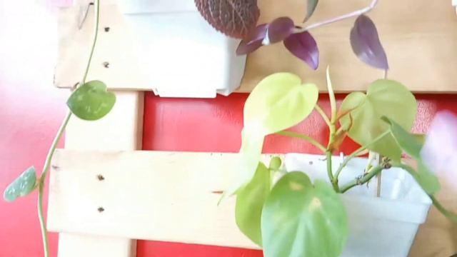 PALETA/CRATES | REPURPOSE | INDOOR VERTICAL GARDEN@passionat60 смотреть онлайн