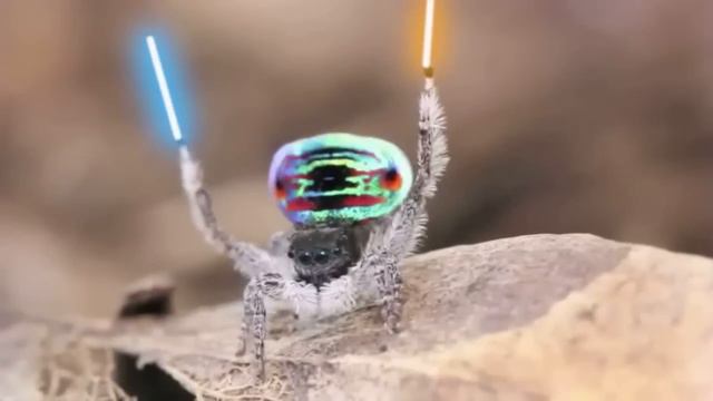 Peacock Spider With Lightsabers (TEST FOOTAGE) смотреть онлайн