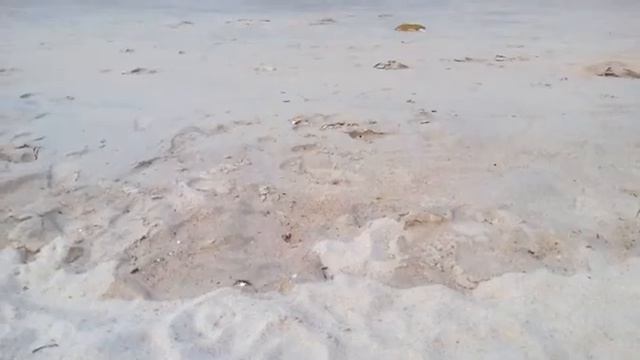 Вьетнам ? Маленькие Крабы прямо на пляже смотреть онлайн