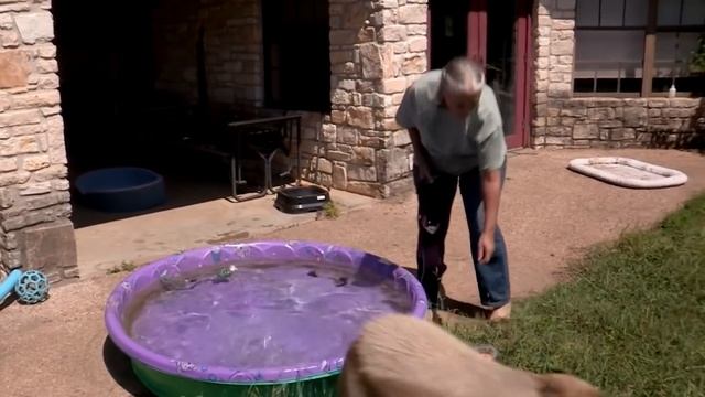 10 Аномально Больших Животных, Которые Реально Существуют смотреть онлайн