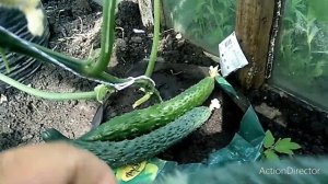 ОГУРЕЦ " ИЗУМРУДНЫЙ ПОТОК."