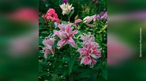 ❀ Махровые лилии. Часть 1. Восточные махровые лилии