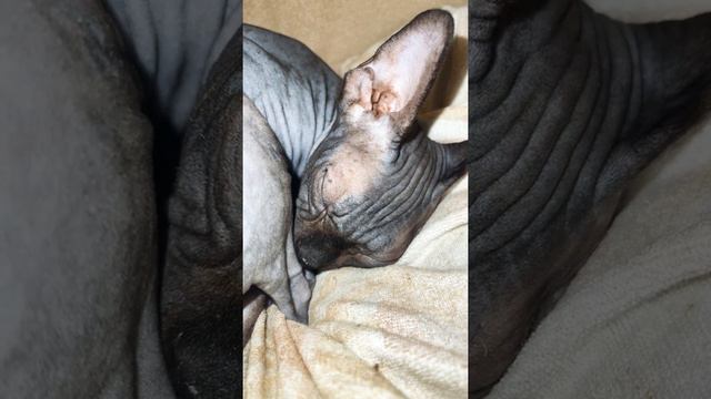 Лысая кошка сфинкс устала и спит смотреть онлайн