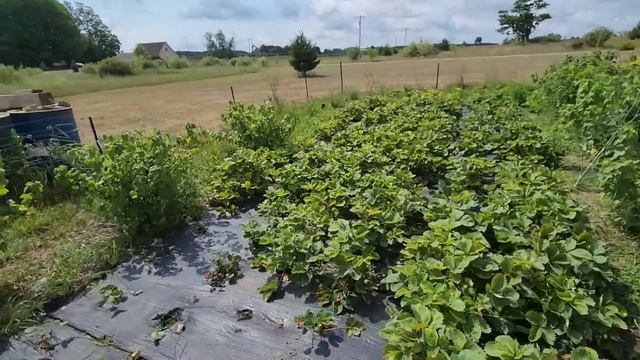ПРИШЛО ВРЕМЯ СОБИРАТЬ ПЛОДЫ В ОГОРОДЕ смотреть онлайн