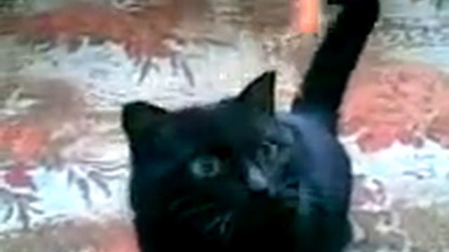 кот-годзилла смотреть онлайн