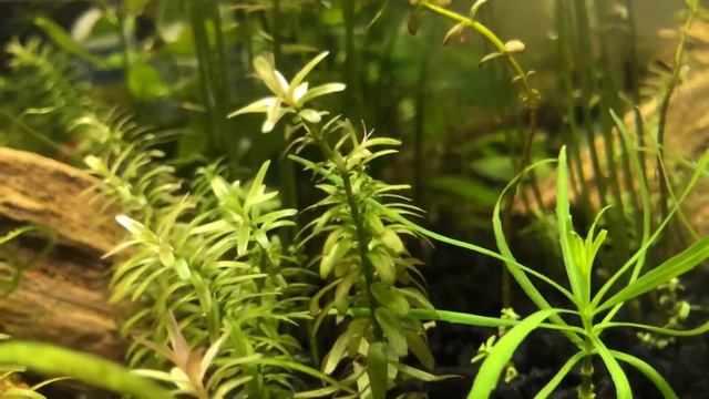Seachem Flourish Advance Review смотреть онлайн