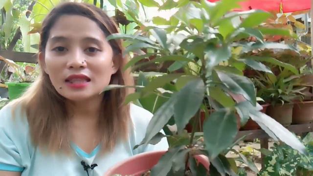 10 PLANTS CONSIDER AS LUCKY PLANTS,MERON KA BA NITO?ALAGAAN MO SWERTE ANG HATID SAYO