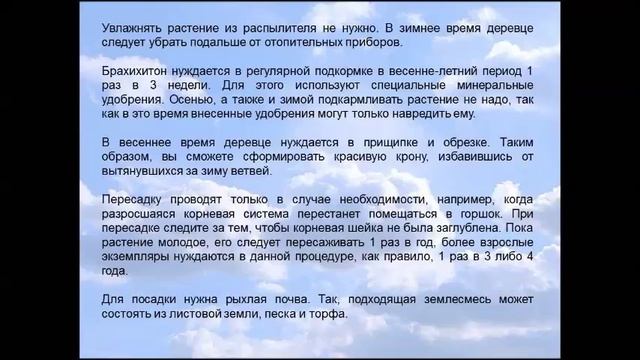 Бонсай Брахихитон смотреть онлайн