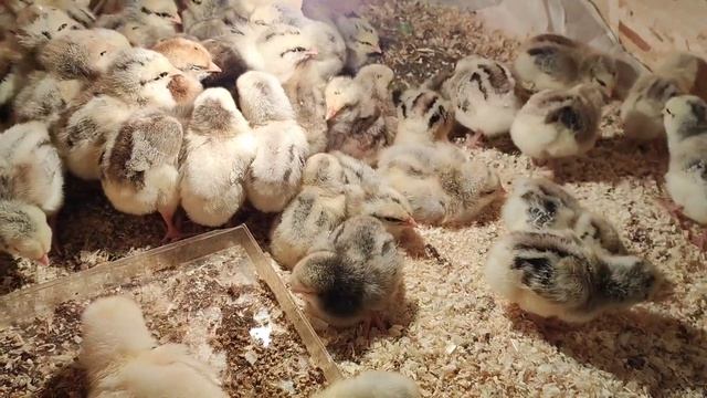 Коза Лиля - тихушница . Цыплята "Мастер Грей ". смотреть онлайн