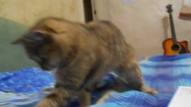 Игра с резинкой)))Кошка Ромашка . смотреть онлайн