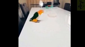 Смешные Попугаи! Подборка Веселящих И Танцующих Попугаев!