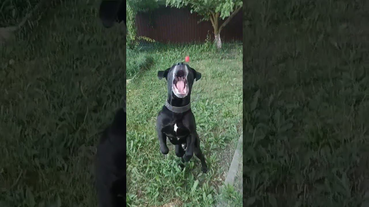 #канекорсо #канекорсоитальяно #canecorso смотреть онлайн