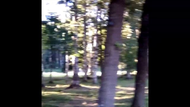 Парк в Гатчине. Кусочек парка в Гатчине часть 17. Гатчинский Парк. Достопримечательности Гатчины. смотреть онлайн